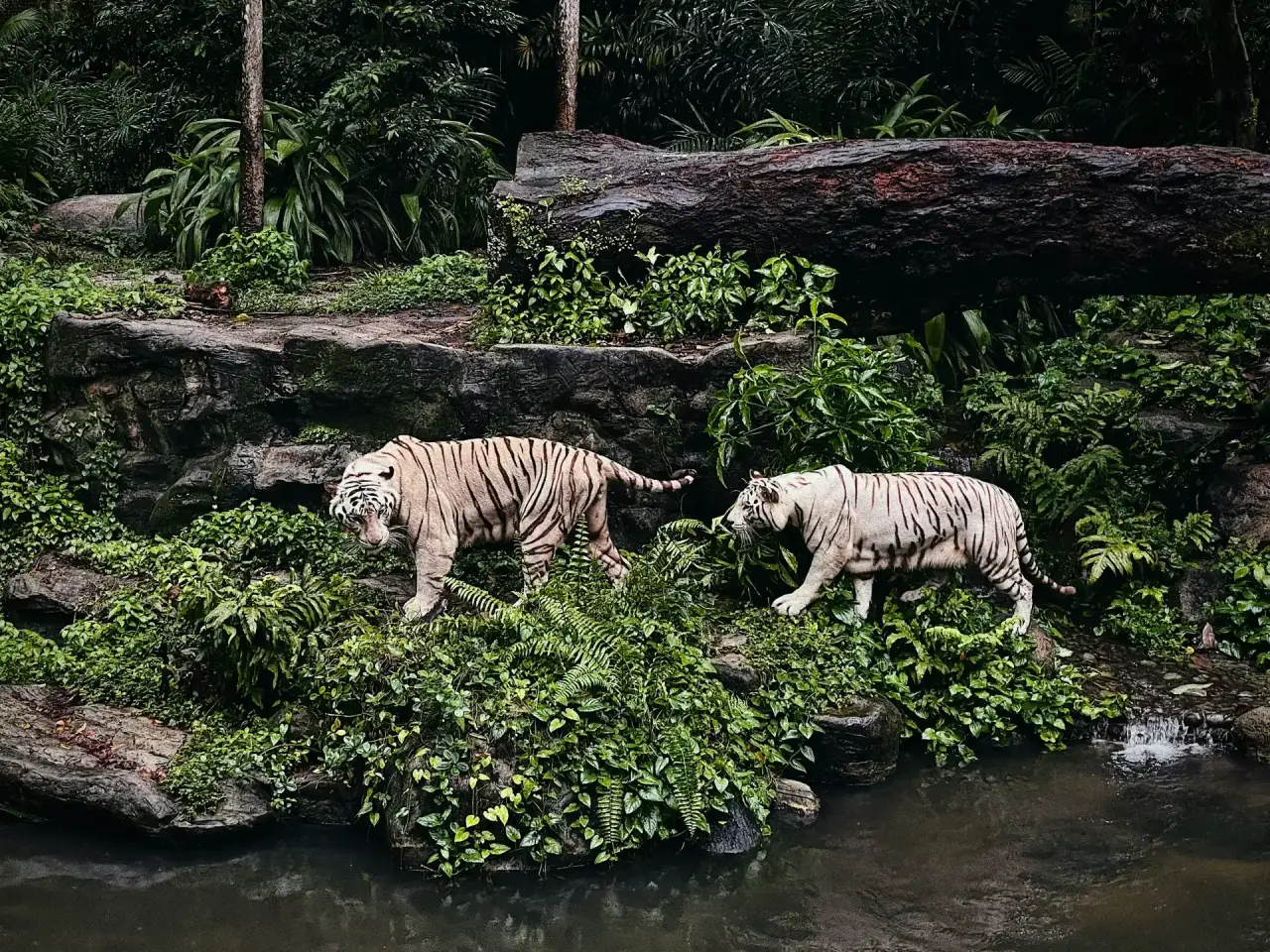 Singapore Zoo