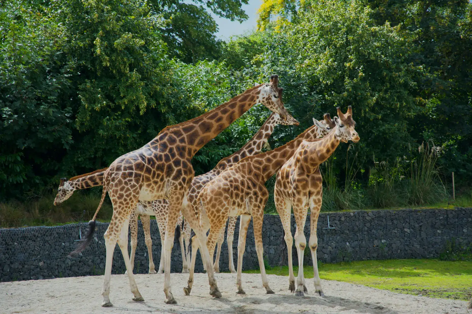 Dublin Zoo